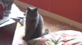 Cat surprised by air horn