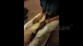 Cute puppy hates her neck being touched