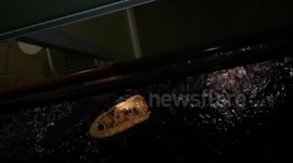 Man lost at sea from cruise ship off Florida coast