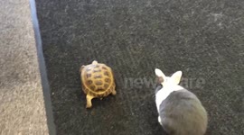 Tortoise and rabbit race in US pet shop