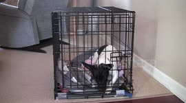 Houdini dog does it again, escaping in 7 seconds!