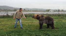 Tame brown bear jumps for joy while playing with keeper