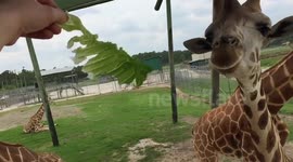 Giraffe eating lettuce in super slo-mo