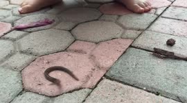 The fastest earthworm in the world