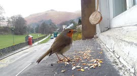 Close up footage of Robin feeding