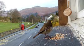 Robin and Great Tit feed