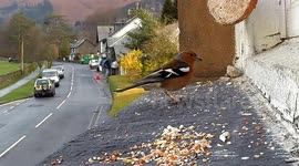 After the mist dissappears, a chaffinch appears