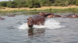 Hippo chases after passing boat
