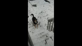 Dog catching snow