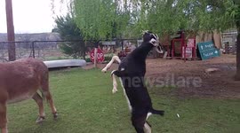 Goat Props On Mule