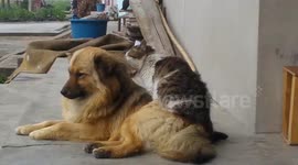 Cat caught giving dog a massage