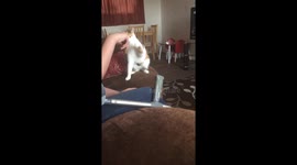 Pussy playing fetch