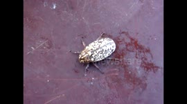 Жук который храпит