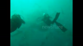 Lots Of Sharks