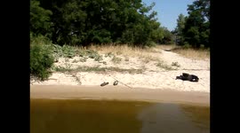 Вид нашего лагеря на острове в Кременчугском море и орел