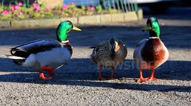 Duck fight ends after female steps in