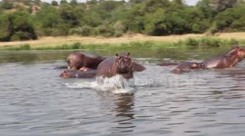 Hippo chases boat