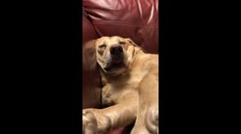 Hilarious cute Labrador pulls funny faces as she is dreaming