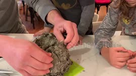 Canadian family cuts open old wasp nest and what's inside is amazing!