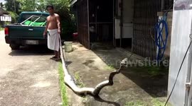 Python caught after eating farmer's duck in Thailand