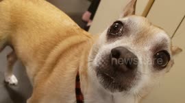 Patient chihuahua waits for chicken
