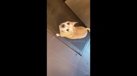 Hilarious chihuahua gets noodle stuck on his back