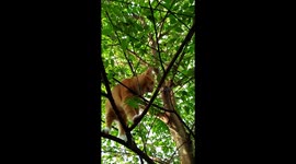 Adorable moment when the cat is unable to get down after climbing a tree