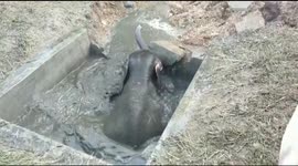 Elephant calf puts on heroic effort to climb out of irrigation tank in India