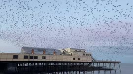 Thousand of starlings burst out from under The Royal Pier in Aberystwyth, West Wales, UK