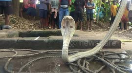 Rescuers hook out six-foot-long cobra from village well in east India