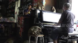 British pianist plays classical music for unruly monkeys in Lopburi, Thailand