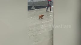 Tiny dog battles to stay on feet in blustery conditions in northern China