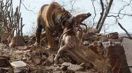 Royal Bengal Tiger carries off kill in rarely seen hunt aftermath