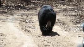 Sloth bear walks along road in Ranthambore National Park in India