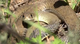 Shocked wildlife photographer records face-to-face encounter with snake during Spanish winter