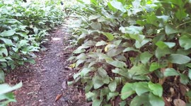 Kalangala uganda forest weed