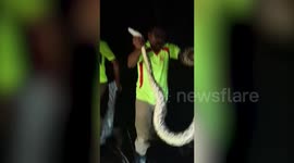India firefighter wrestles huge python after it mades its way in to village