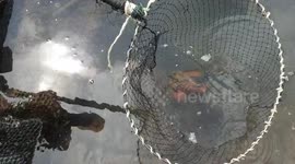 Rare fish that looks like 'Freddy Krueger' terrifies locals in southern Thailand