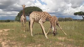 Giraffes enjoying some treats