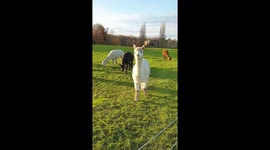 Friendly alpaca