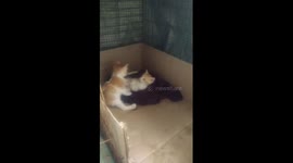My cute cats