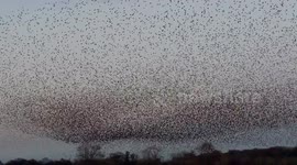 Thousands of starlings spotted in 'shape-shifting' murmuration above UK's North Yorkshire