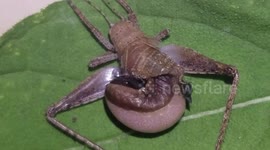 Parasite Wasp Larva Emerges From Host Insect