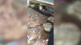 Shrew Family Form Train To Deceive Predators