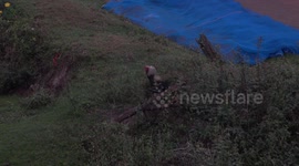 Two roosters engage in an epic battle in early morning as local people give alms to Buddhist monks.