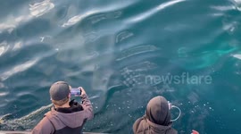 Curious humpback whale inspects boat off California's coast
