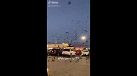 Texas man ducks for cover as flock of birds take over car park