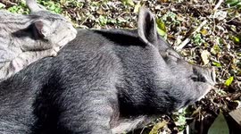 Mini pig  is best friends with a cat