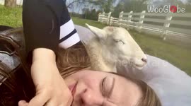 Back Legs Amputated Sheep Cuddles Her Favorite Volunteer, Super Cute