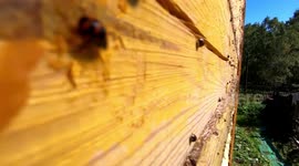 Russian man wakes up to find thousands of ladybugs have taken over his cabin